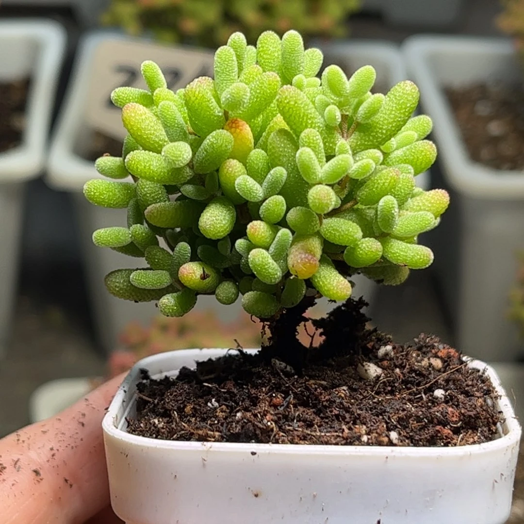 52蜜桔糖球优选枝干