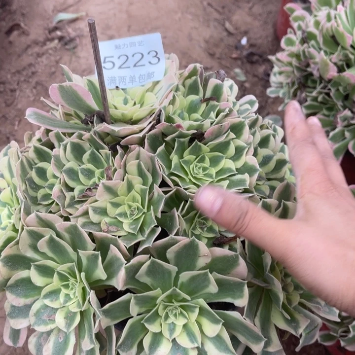 5223绿豆沙的人多肉的