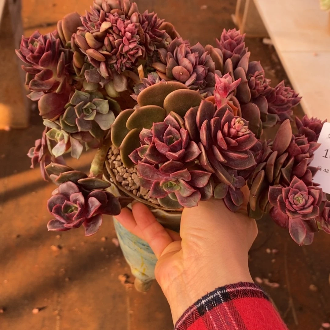 大红袍缀化多肉多肉024