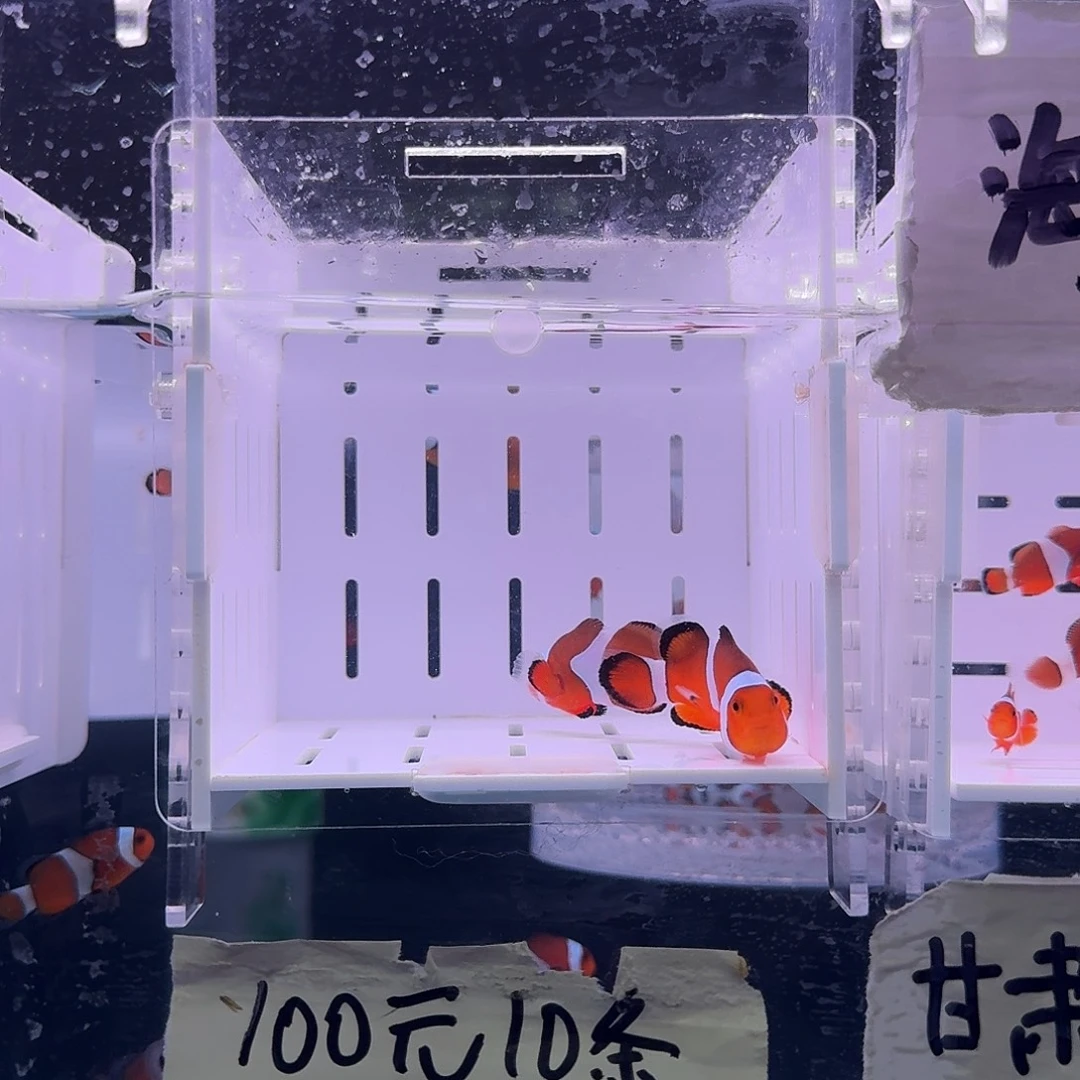 海水鱼4.5+配4+精品黑边公子一对