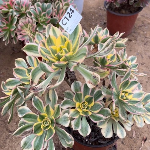 多肉植物灿烂捧花