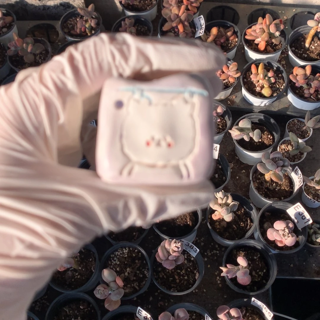 花盆哈哈哈哈哈哈