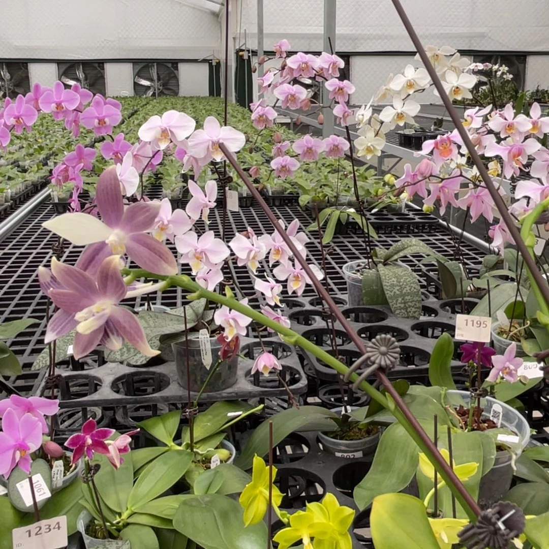 大部分花苞少量开放紫箩编号803