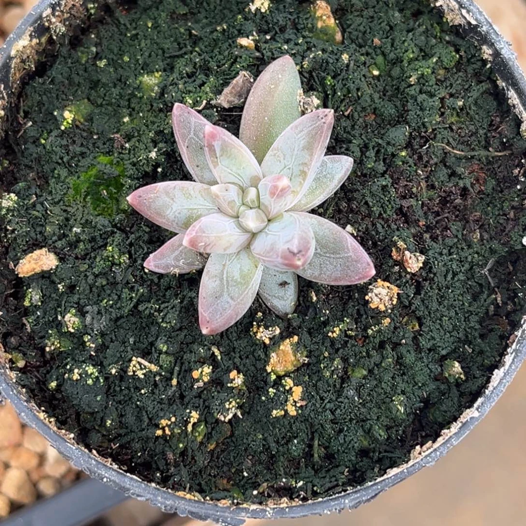 多肉植物雪戴丽紫体