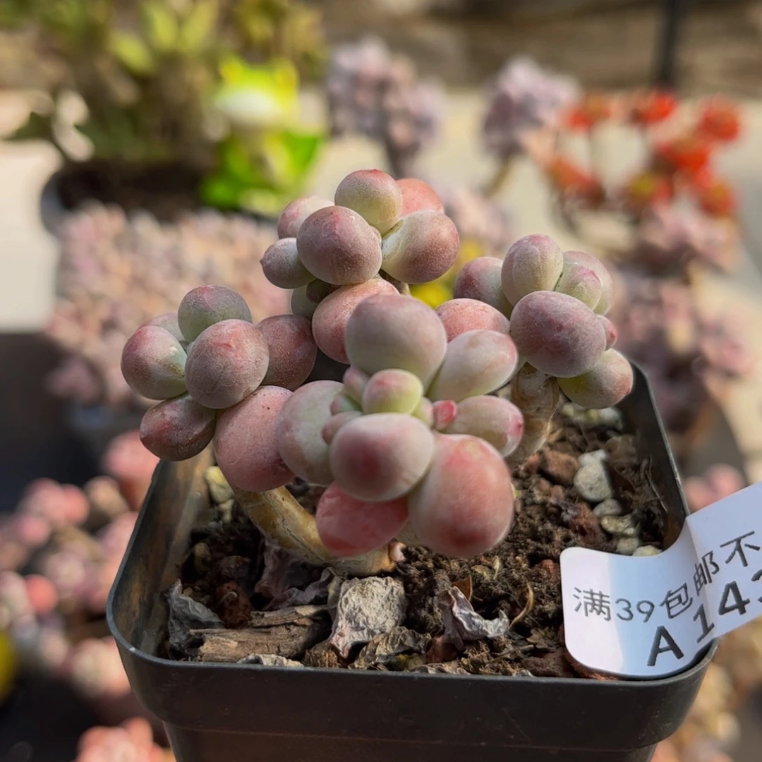 431/5cm苹果奶多肉