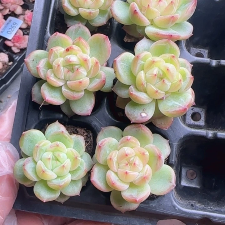 301号   海洋之星珍妮