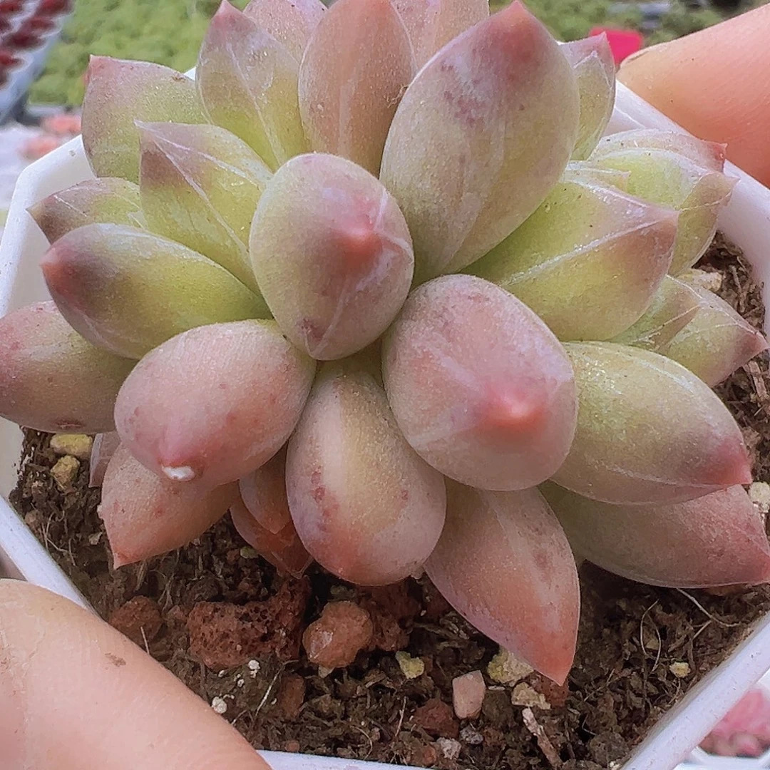 双头重楼19包邮多肉植物