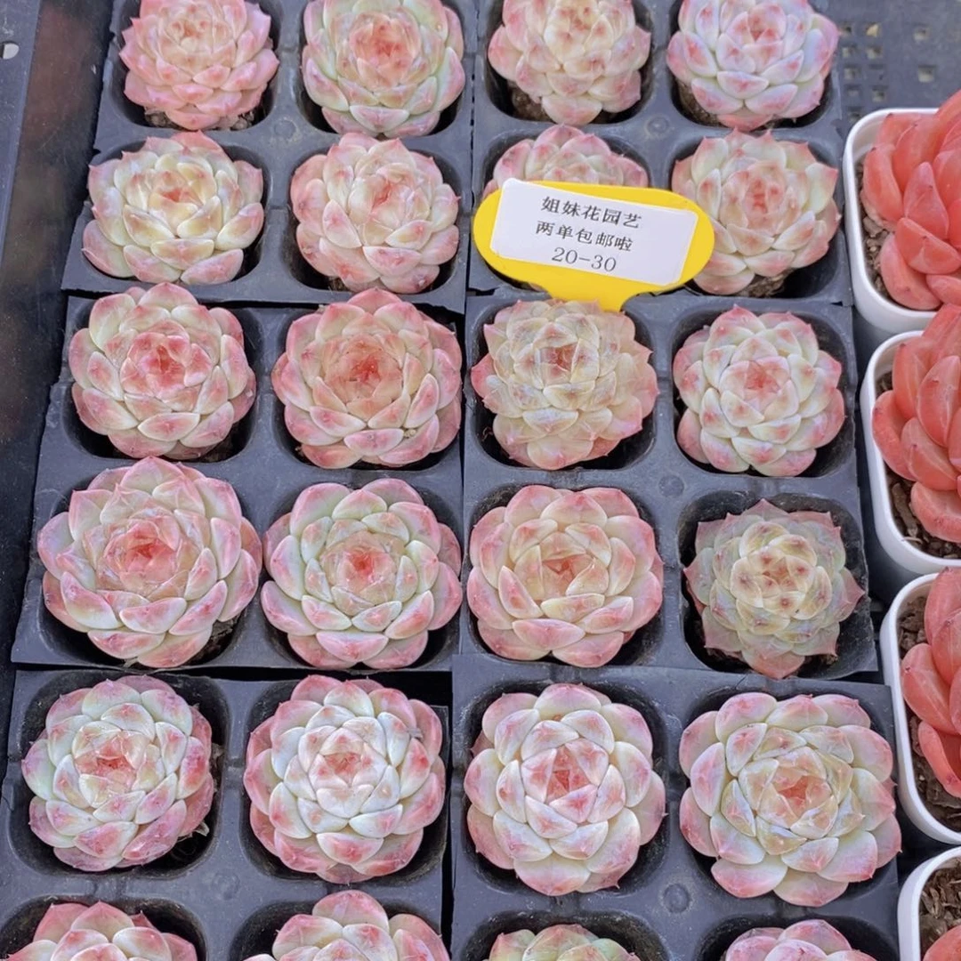 20-30-特选樱花冰魄单头四个