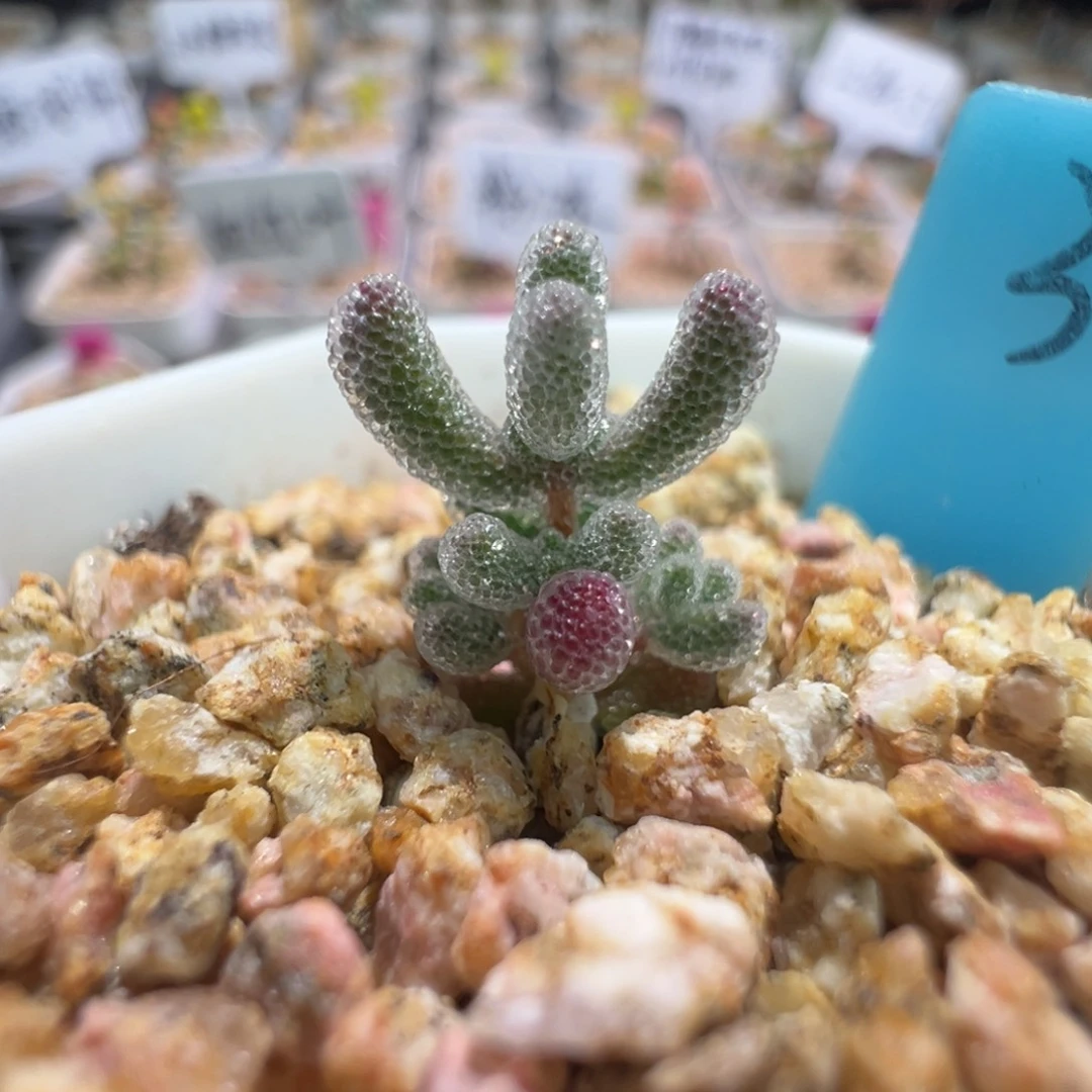 尺寸小，1609实生粉冰晶，拍下不退不换