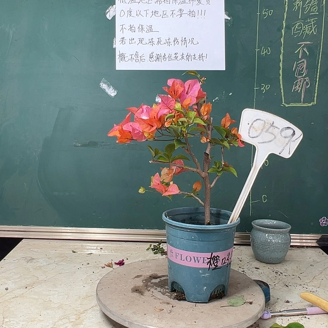 完全开放橙口红059