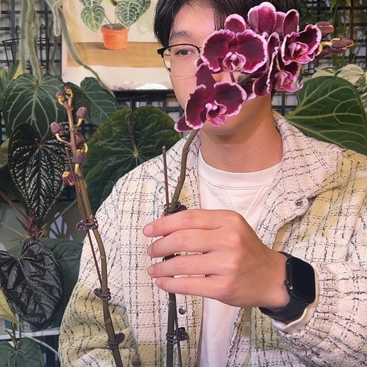 完全开放B57拉丁舞裙