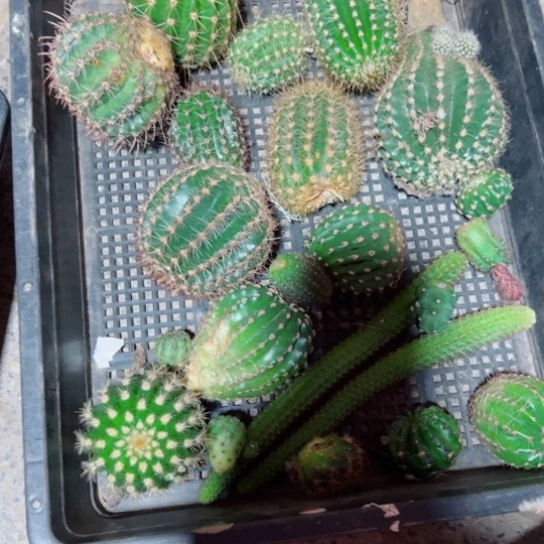 下23框拍歪斑小无根侧芽丑无售后后