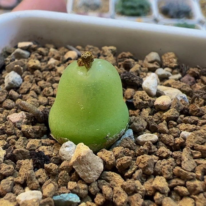 43多肉植物百科大葫芦