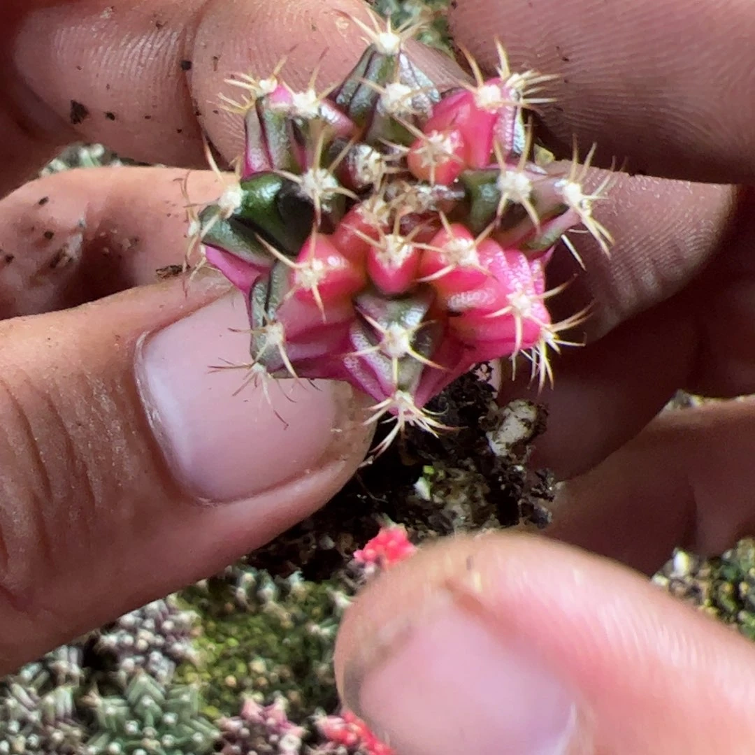 当前无花栽培后可以开花029
