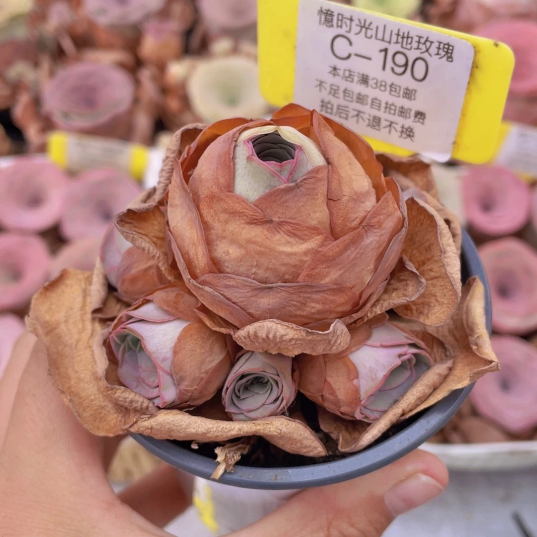 山地玫瑰C190满38包邮裸根发货