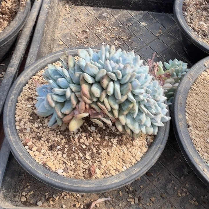 虫***虫星星影缀化呀呀呀
