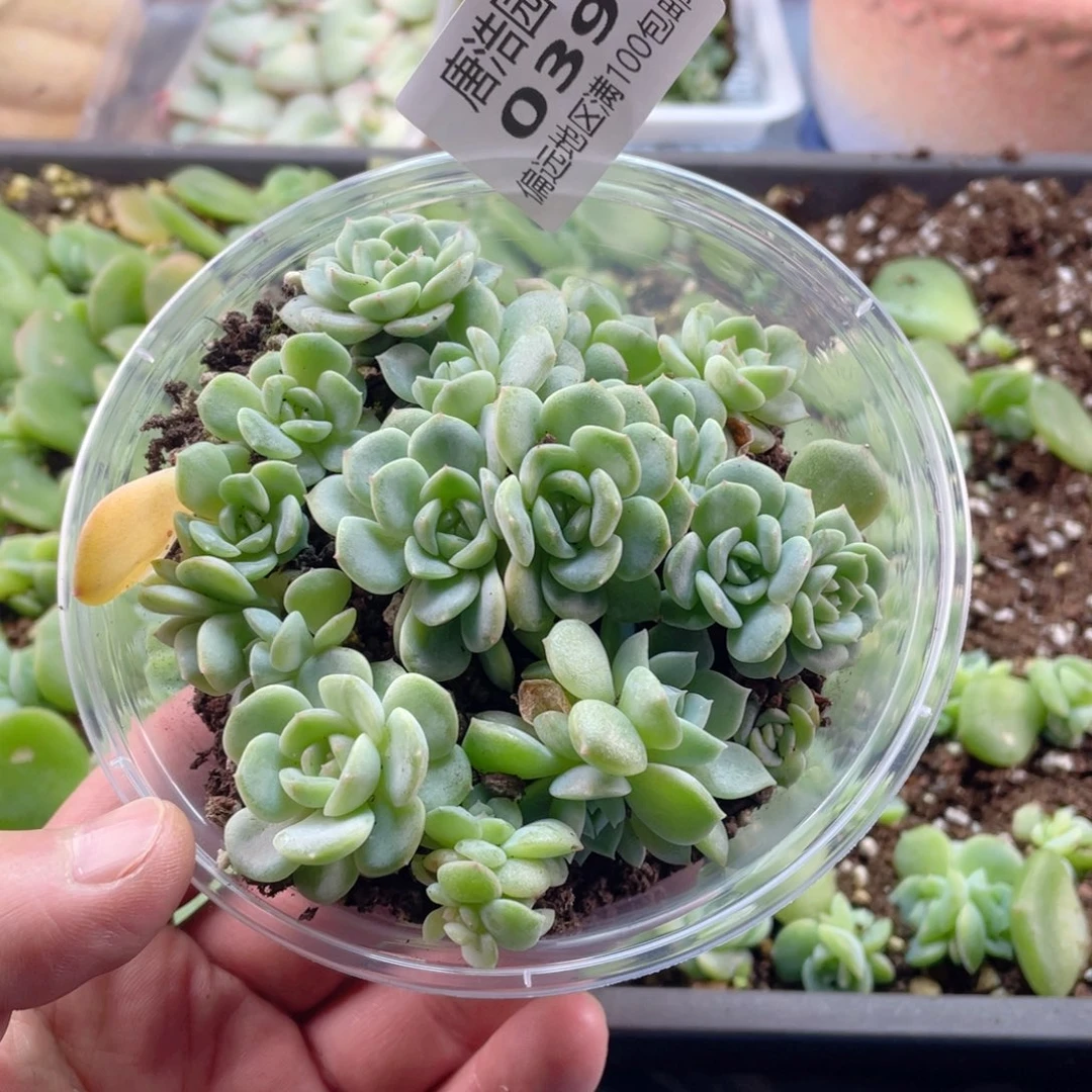 甜心混一物一拍039…