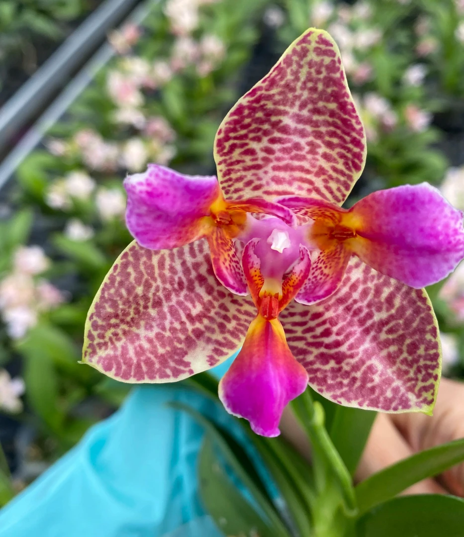 欢乐童话蝴蝶兰带花剑浓香型多叶层高贵开花耐热耐开续花型三唇瓣