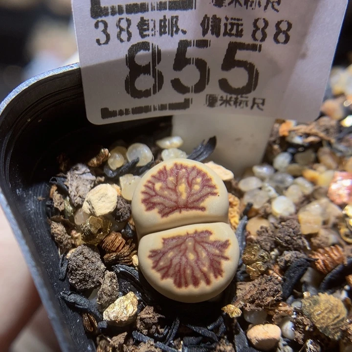 zzzzzzZ心动的感觉855