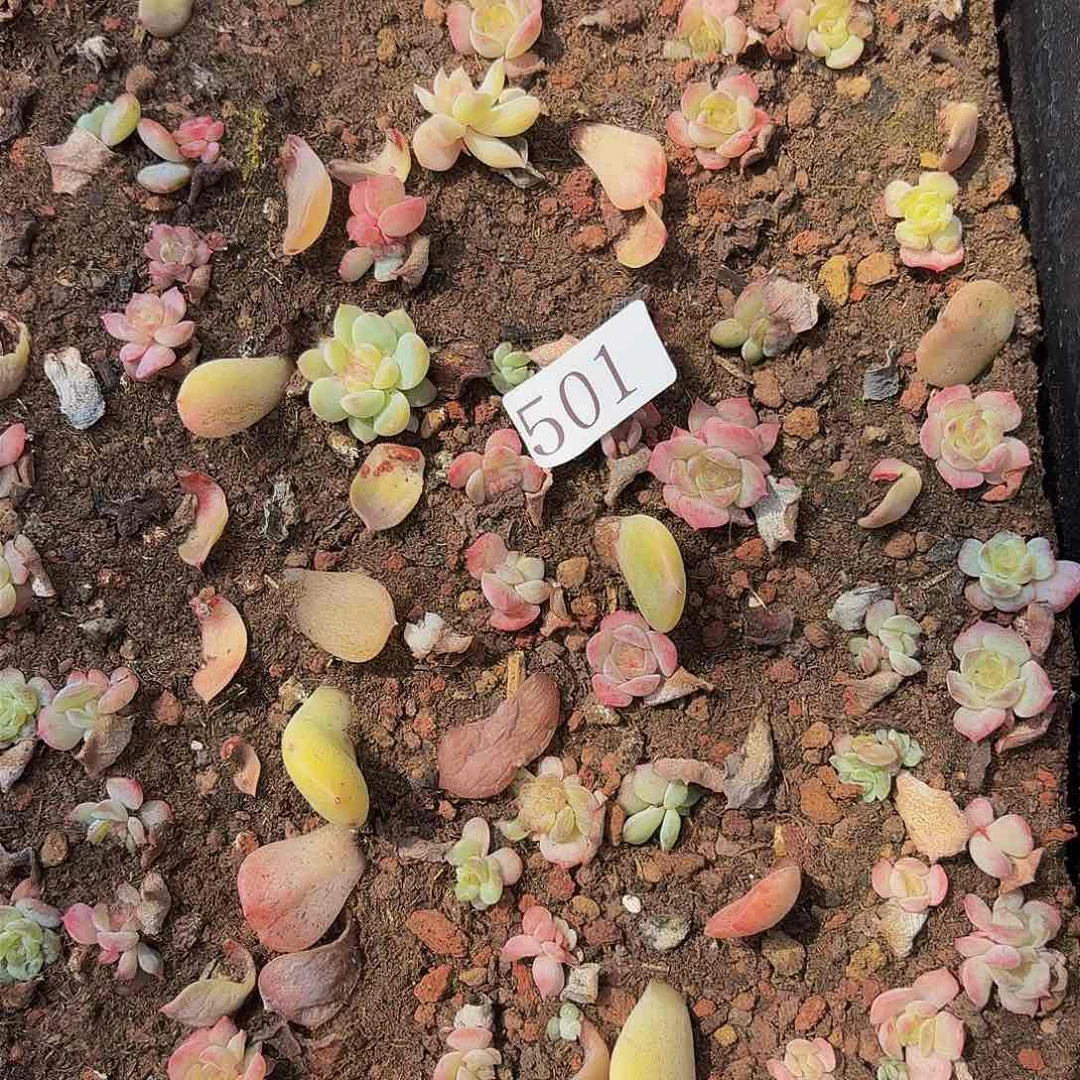 多肉植物多肉植物501