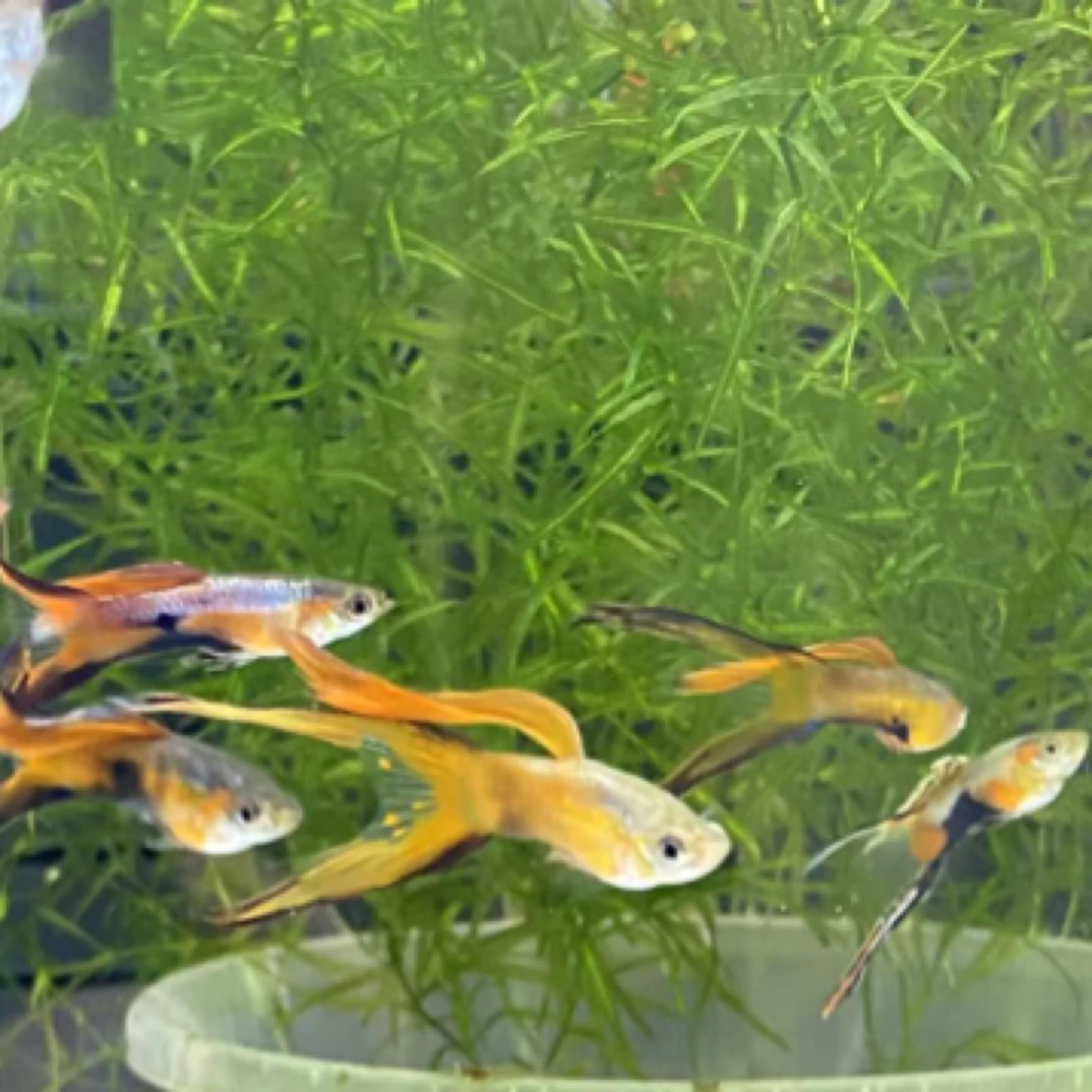 法兰星黑双剑亚成孔雀鱼观赏鱼小型热带鱼孕母适合新手好养耐活