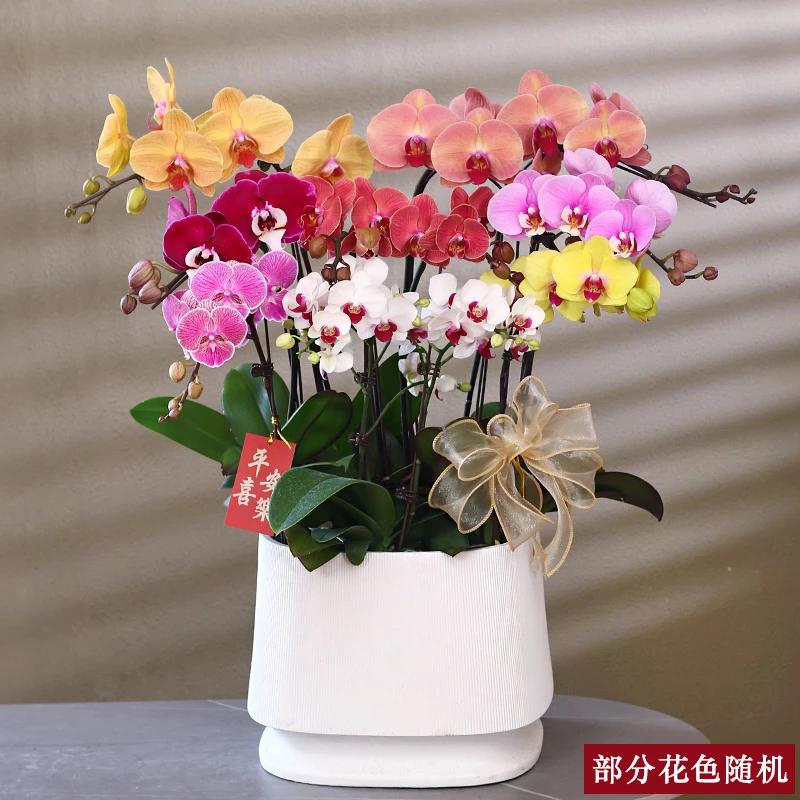 蝴蝶兰【彩花】带花带盆组好伴手礼送礼茶桌婚礼工位美化装饰