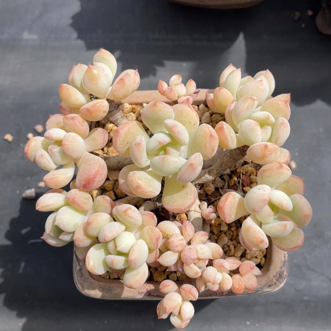 丸叶蜜桃格林无砍