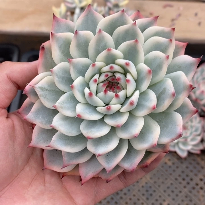 吉娃娃多肉植物A831