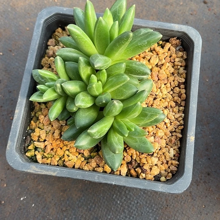 领航员群生多头多肉