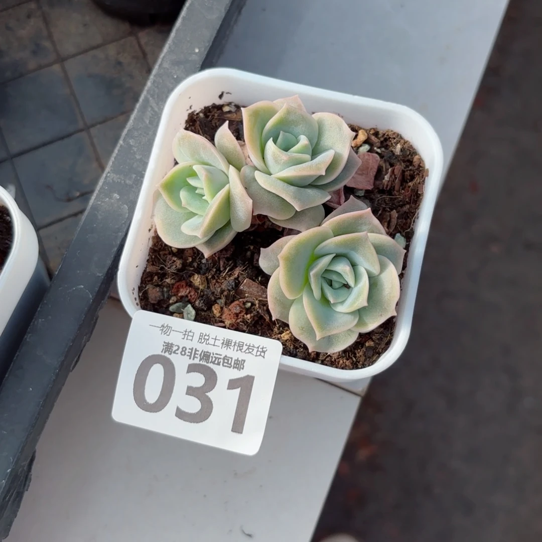 可爱玫瑰无盆土发货