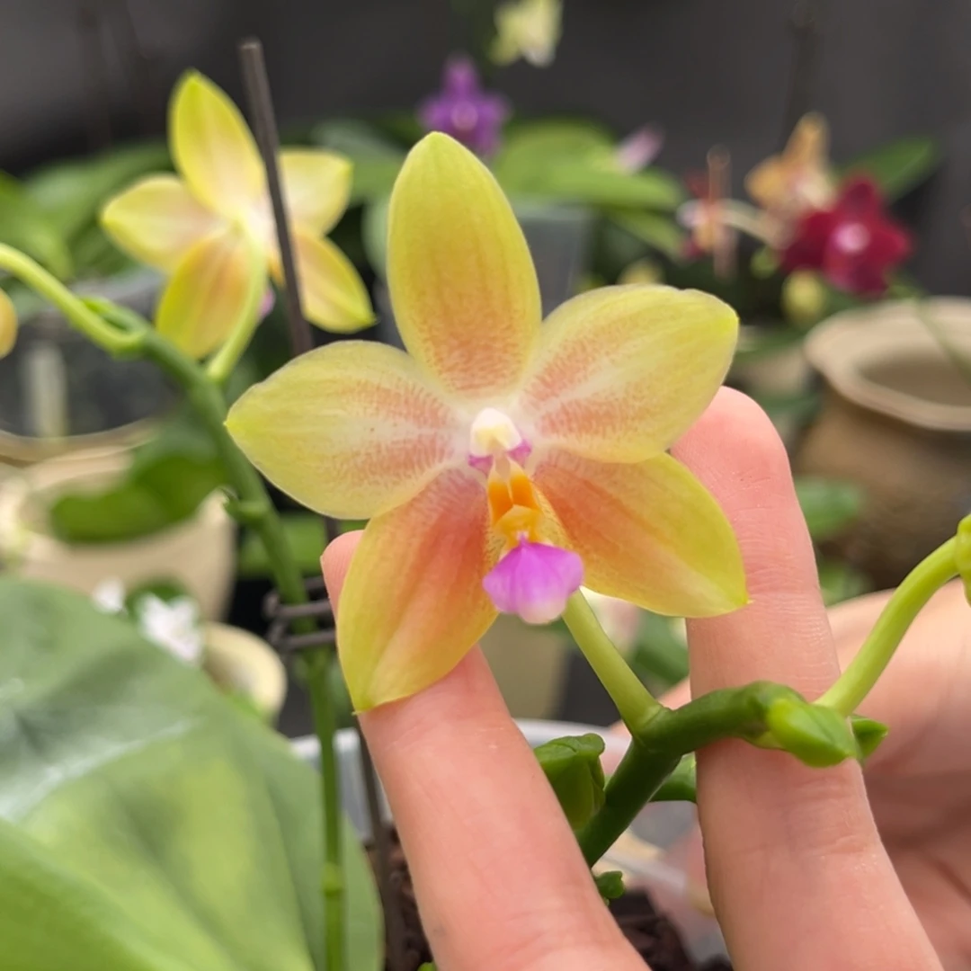 完全开放4寸鹰隼彩虹开花株