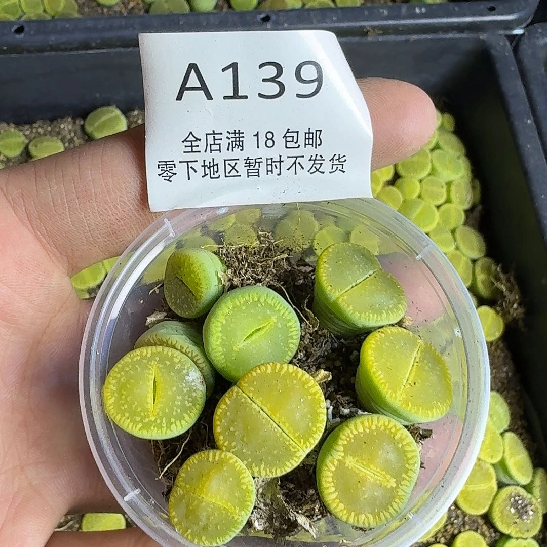A139 哈哈哈哈哈哈