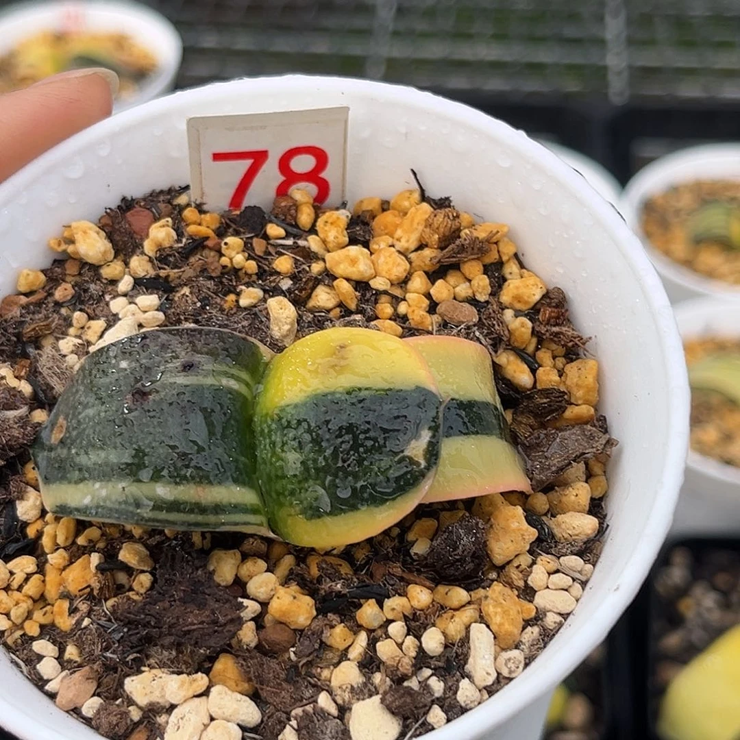 78珍珠卧牛寿锦福利福利