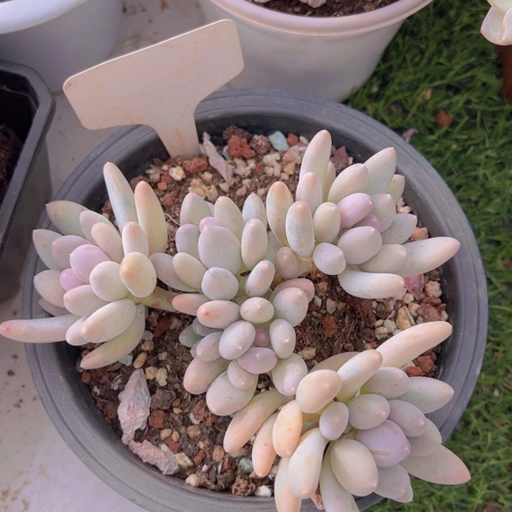 健健康康平平安安