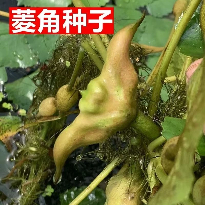 老菱角种苗早熟高产青菱角四角水生蔬菜老菱角种苗南北方池塘种植