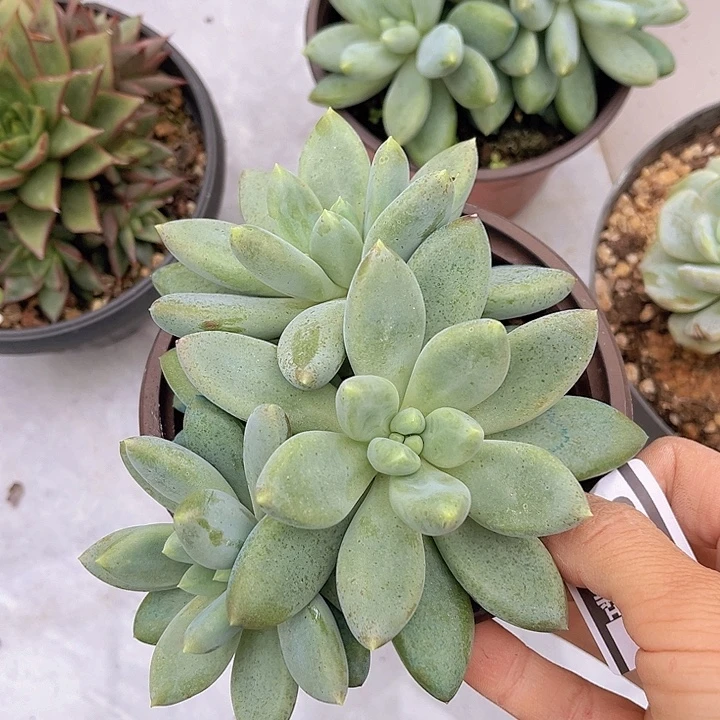 哥特萝莉22125多肉植物