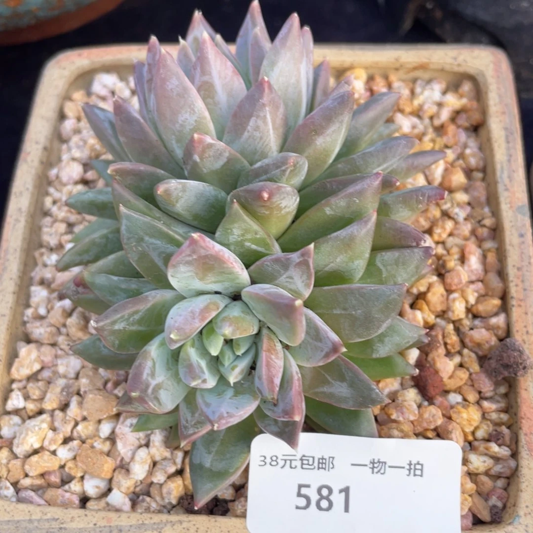 581美人杂双头多肉植物老桩