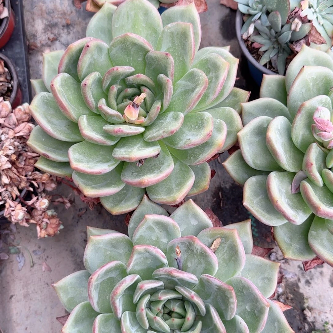 无花朵香槟超大单头特价