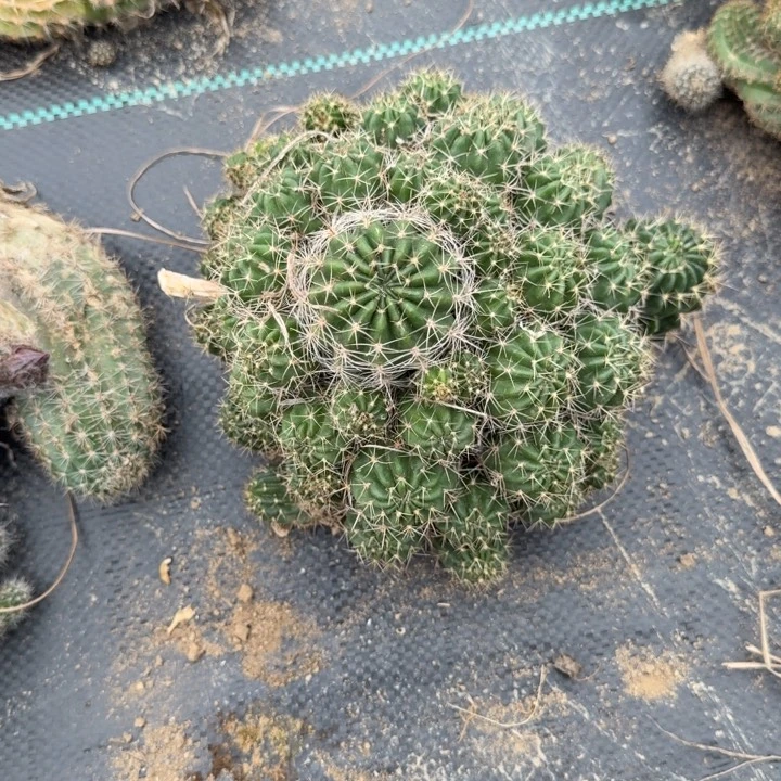 丽花仙人掌群生142