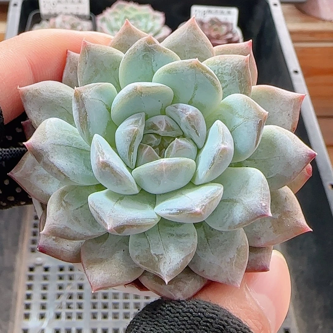 多肉1008--220福利