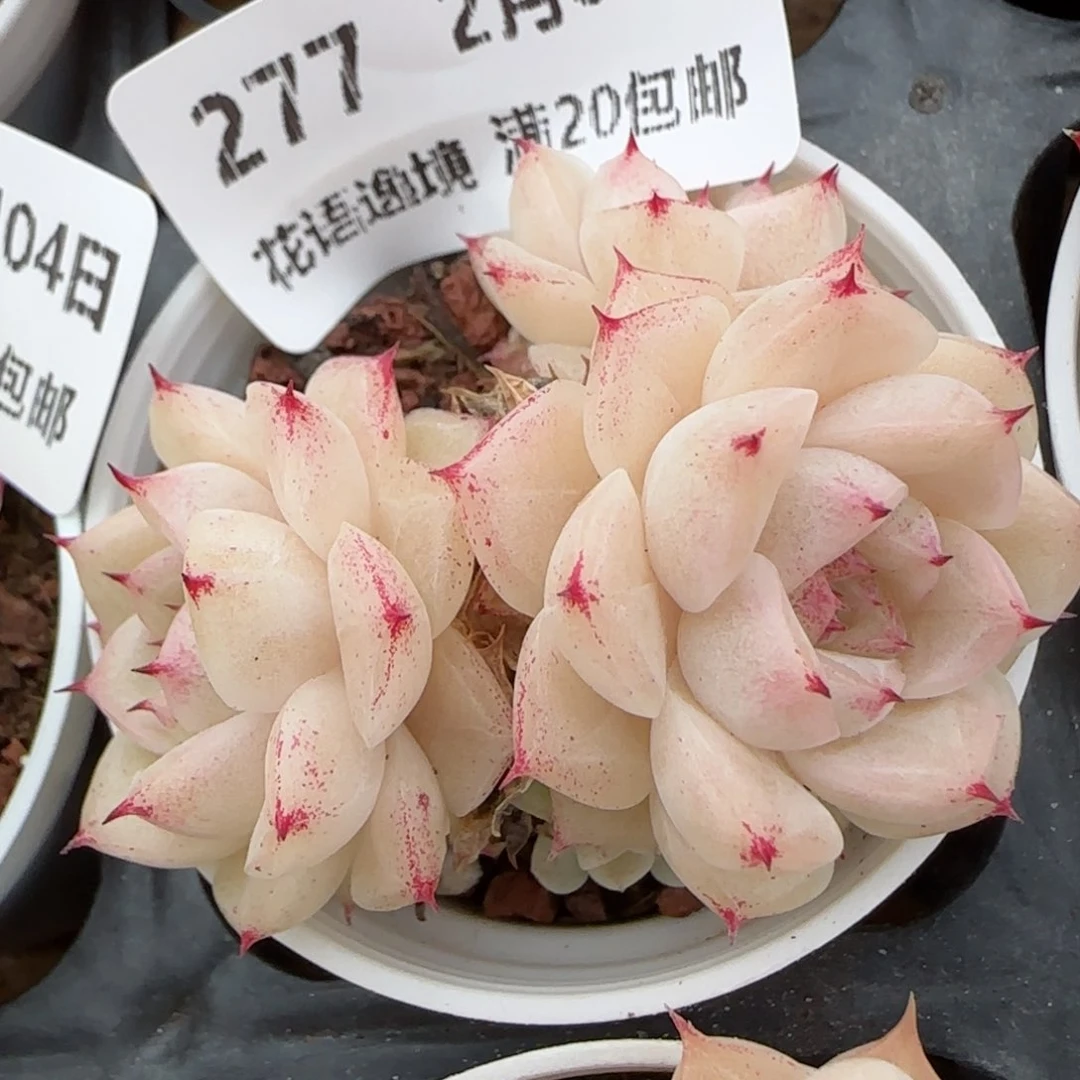 花语逸镜0204-277