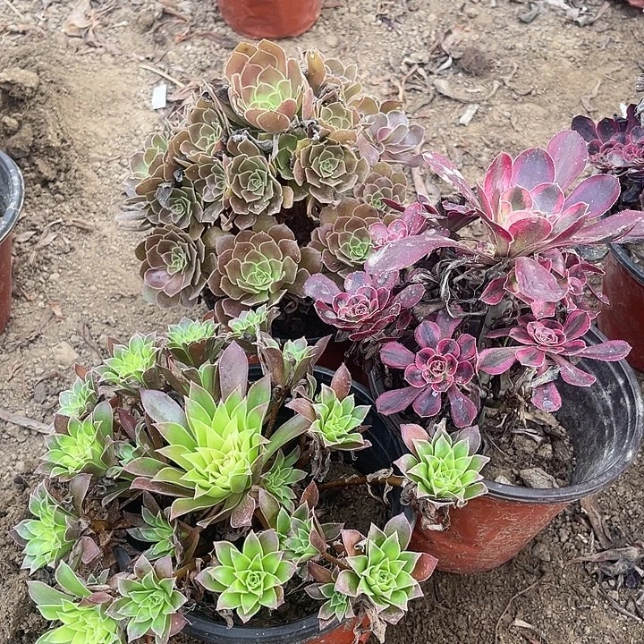 3棵玫瑰玫瑰玫瑰玫瑰