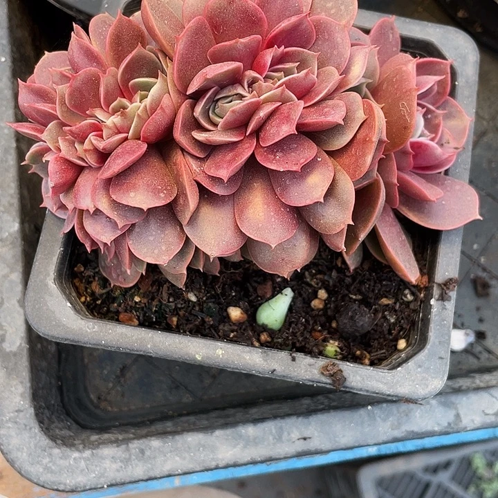 一***心红灯缀化发货多肉