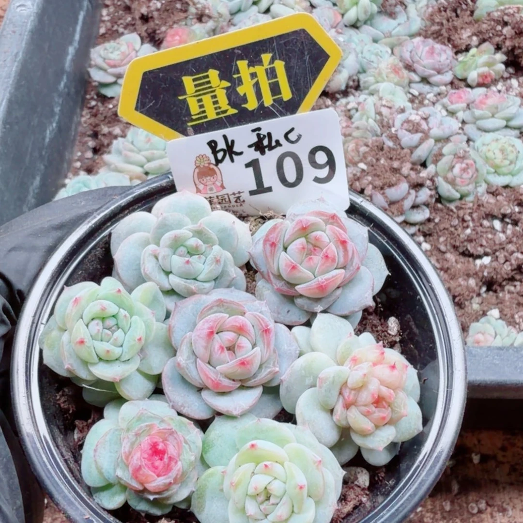 多肉植物多肉植物