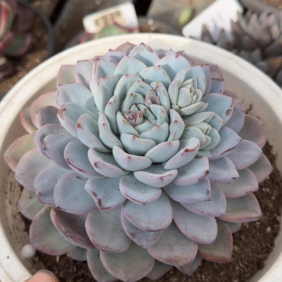 维特一物一拍包装收缩花旱