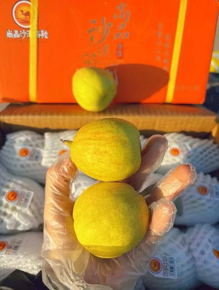 沙漠骆驼新疆香梨