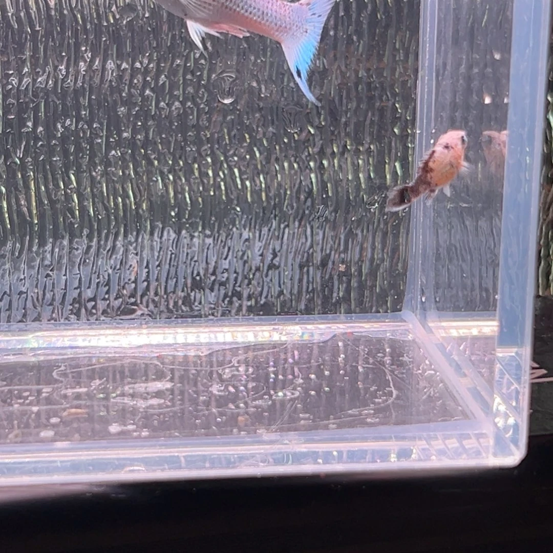 孔雀鱼玛丽鱼崽两条