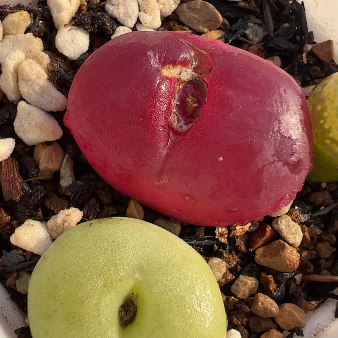 512多肉植物组合