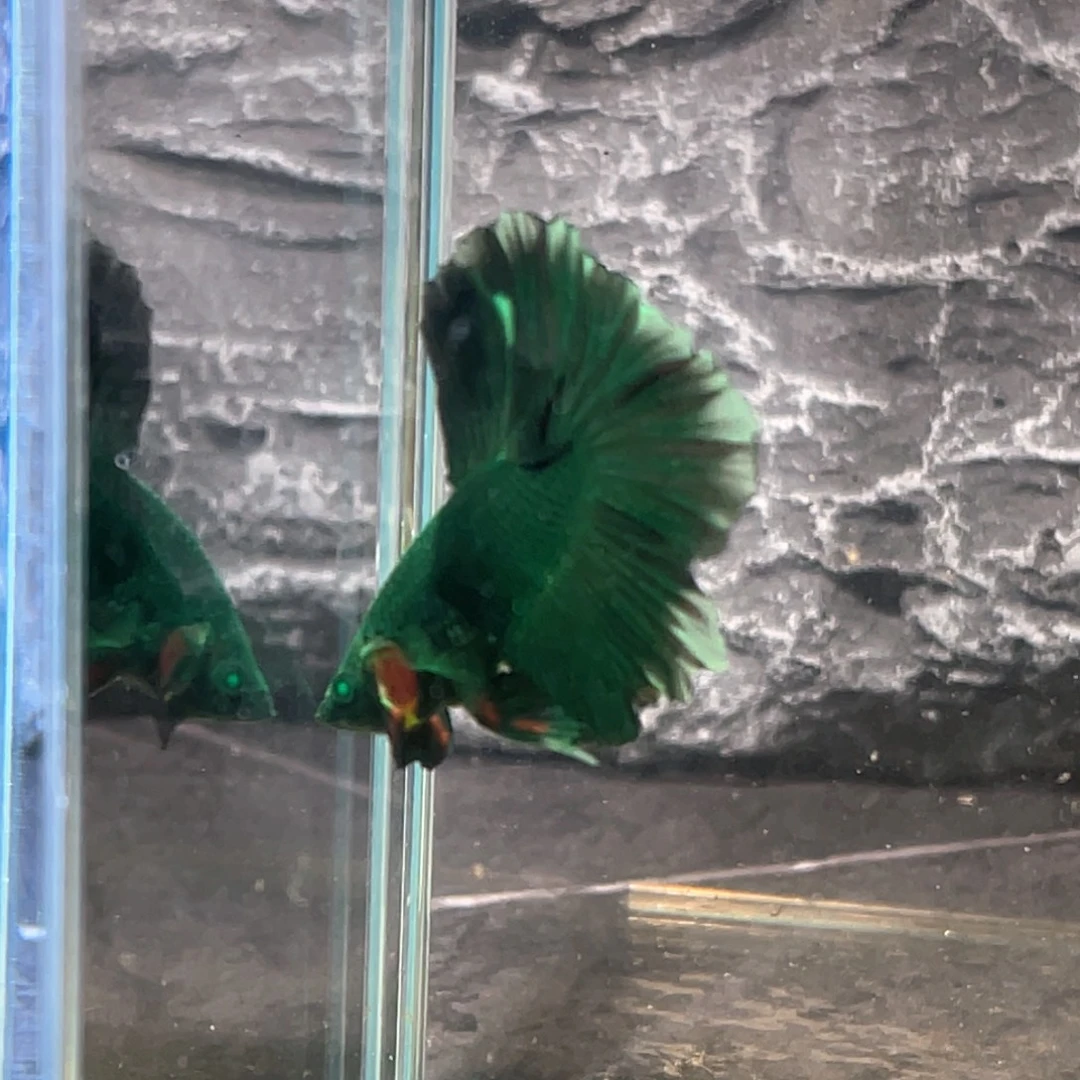 斗鱼Koi 纯绿绿魔半月公