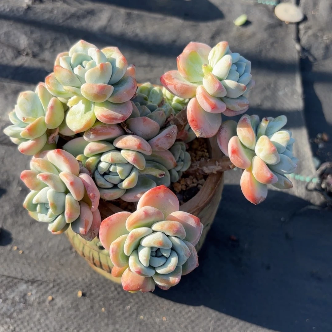 全部花朵冷香老桩